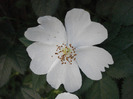 Rosa canina_Dog Rose (2011, June 01)