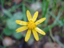 Senecio vernalis (2011, June 03)