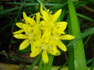 Golden Garlic_Lily Leek (2011, June 03)