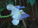 Iris Silvery Beauty (2011, June 01)