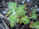 Saxifraga Peter Pan (2011, May 13)