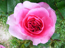 GERTRUDE JEKYLL - climber