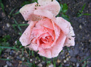 ABRAHAM DARBY