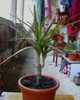 Dracena