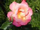 Photo (1)
