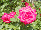 Photo (2)