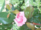 Photo (3)