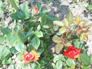 Photo (5)
