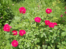 Photo (6)