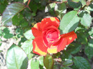 Photo (9)