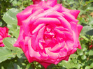 Photo (11)