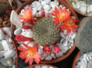 Rebutia minuscula
