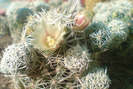 Mammillaria gracilis