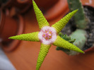 Stapelia_flavopurpurea (10)