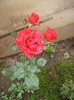 trandafir rosu (4)