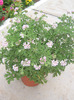 muscata Citronela