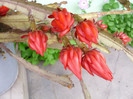 Epiphyllum