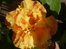P1070526