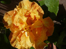 P1070527