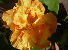 P1070528
