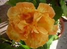 P1070542