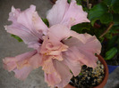 P1070530