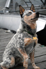 Australian_Cattle_Dog_sitting