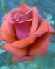 Fotogr.0302