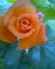 Fotogr.0294