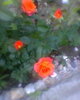 Fotogr.0295