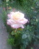 Fotogr.0301