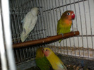 HPIM3511