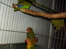 HPIM3539