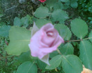 Picture 123