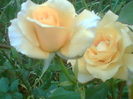 Picture 131