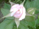 Picture 133