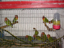 HPIM3493