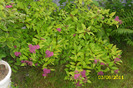 spirea gold flame