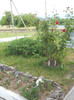 Picture 010