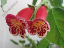 Kohleria Lucky Lucifer 18