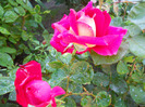 DSCN0508