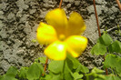 oxalis galben valdeviensis