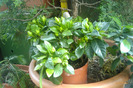 gardenia jasminoides