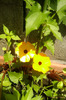 thunbergia