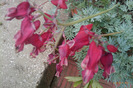 dicentra burning hearts