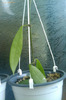 halophila