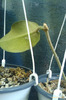 hoya calycina