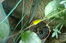 passiflora citrina