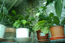 clerodendroni la aer