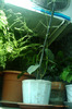 stephanotis